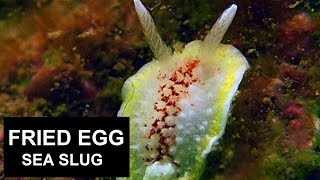 FRIED EGG SEA SLUG ( Diaphorodoris luteocincta ) / Scuba diving Ireland