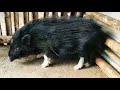 लोप उन्मुख नेपाली पुडिँ सुंगुर endangered nepali pudi pig.