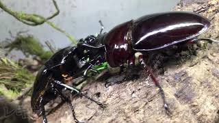 Stag Beetles Fight  Mesotopus tarandus