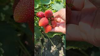 strawberry harvest, u pick, ftuits pickup