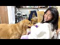 落ち着く場所を求めた大型犬がたどり着いたのはココだったようです【ゴールデンレトリバーとミニチュアダックスフンド】