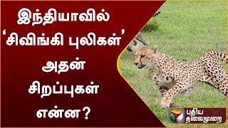 இந்தியாவில் ‘சிவிங்கி புலிகள்’ - அதன் சிறப்புகள் என்ன? | PTT