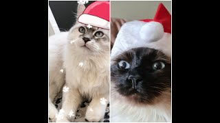 Cute And  Funny Christmas cats  | Christmas Cat