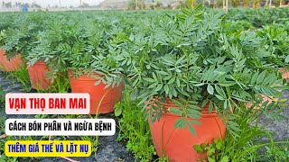 Cách chăm sóc vạn thọ ban mai giai đoạn trước và sau lạt nụ lần cuối