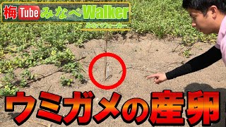 みなべ町観光ガイド　みなべWalker Vol①【ウミガメたまご産みました】