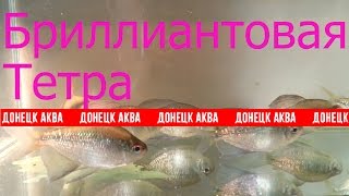 Бриллиантовая тетра, Moenkhausia pittieri, HOW TO: Breed Moenkhausia pittieri, Zierfische, 觀賞魚