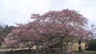 Exploring Kairakuen Garden and Kobuntei in Mito, Japan, in Spring 2021 with Dr. Darryl Macer, AUSN.