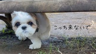 【シーズー】家族でドッグランに行ったらベンチの下に隠れてしまったユキちゃんが可愛い💕