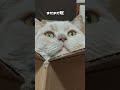 起こしても全然起きない short 猫動画 cat ブリテッシュショートヘアー ねこ動画