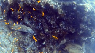 Honeycomb Moray Eel and Butterflyfish in Mozambique