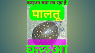 what does a tortoise eat🤔 #KKS #Krishna_Bihari