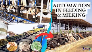 Manual to Automated: Milking \u0026 Feeding at 1000 Cow Dairy Farm | SAVANT Dairy Farm