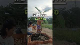 ปลูกต้นกล้วย #diy #gardening #เกษตรป๊อบป๊อบ #เกษตรอินทรีย์ #ปลูกผักกินเอง #โตเต็มฟาร์ม