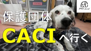 保護団体GUNDOG RESCUE CACIへ／元保護犬の里帰り☆