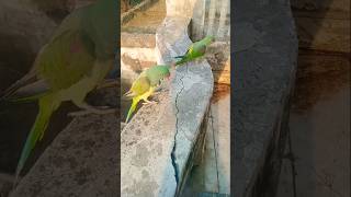 Mittens parrot know what you #parrot #shortvideo #shorts