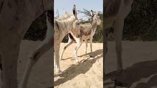 Donkeys#Back#funnypets #shortsfeed