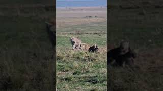 Maasai Mara Sightings Today 13/09/21 (Lions, Cheetah, Hyena, etc) | Zebra Plains | #Wildlife