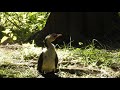 australasian darter australian darter