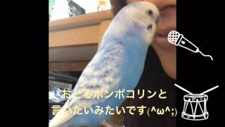 Vol.93『お喋りインコ〜お迎えして9ヶ月〜』セキセイインコのサクちゃん