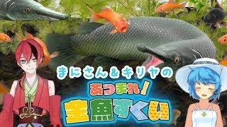 【あつまれ！金魚すくい】まにさんと金魚すくい配信です♪【言ノ葉キリヤ】