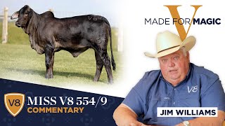 Lot 4 Comments - Miss V8 554/9 Brahman Heifer from Made for Magic V Online Sale