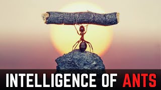 INTELLIGENCE OF ANT | ANT PHILOSOPHY | WISDOM OF ANT | The Hard Working Creature in The Planet