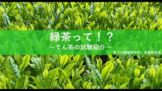 【東三河農研 茶業研究室】 緑茶って！？～てん茶の試験紹介～