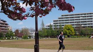 杉並区で新緑のんびり散歩　桃井原っぱ公園　2020/4/11 4