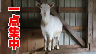 一点集中して眺めているヤギ達　2021年12月22日　Goat Farm