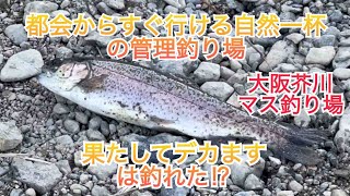 大阪芥川マス釣り場。爆釣れ⁉️渋々⁉️2024/12/14の釣行