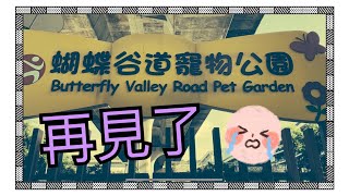 再見了😭👋👋蝴蝶谷道寵物公園｜🐕🤦‍♀️🔹Big Dog Channel🔹西摩犬Tako