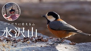 【登山】野鳥にも会える♪リピーター続出の里山「水沢山」に登ってみました【榛名山】