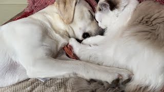 ほほ寄せ合って寝る犬と猫、でも、かじっちゃう