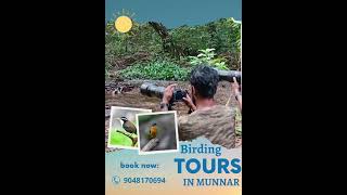 Birding in Munnar.