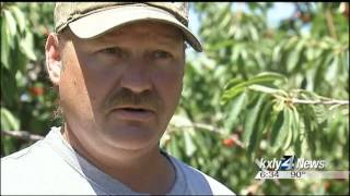 Green Bluff orchards begin early cherry harvest