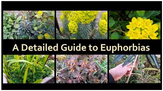 A Detailed Guide to Euphorbias  - UK Guide