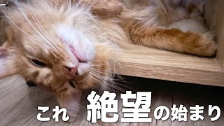 猫が飼い主を嫌いになり始めている時に見せる行動