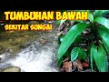 JENIS TUMBUHAN BAWAH SEKITAR SUNGAI DI HUTAN ALAM KALIMANTAN