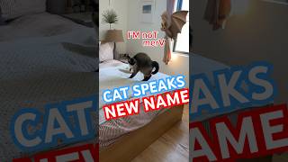 TALKING CAT SPEAKS NEW NAME!!! lmoa #bagagwa #funnyanimals #catsofyoutube #batman #shorts #viral