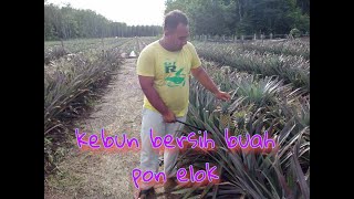 kebun nenas bersih..yang penting kena ada minat #tv3 #viral #lpnm #nanas #Pineapple