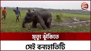 রাঙ্গুনিয়ায় গর্ত থেকে উদ্ধার করা বন্যহাতিটি জীবন মৃত্যুর ঝুঁকিতে | Chittagong News | Channel 24