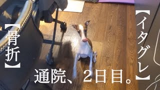 【骨折】通院、2日目。【イタグレ】