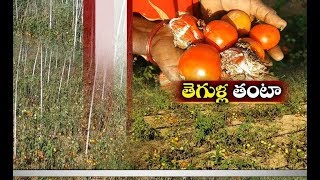 jaikisan AP | 25th Dec 19 | కడప జిల్లాలో టమాట రైతుల కష్టాలు