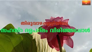 വാഴപ്പള്ളി ക്ഷേത്ത്രത്തിൽ  സഹസ്ര ദള പദ്മം| Sahasra Dala Padma Flower in Vazhappally Temple |Srijith