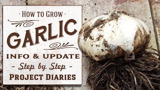 ★ How to: Grow Garlic at Home (Update \u0026 Information Tutorial)