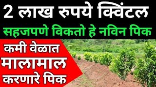 कमी वेळेत शेतकऱ्याला मालामाल करणार पीक|unali pike।new high profit crop