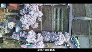 4K映像　山梨県　春爛漫の実相寺と山高神代桜「日本三大桜」「2023・ドローン空撮」