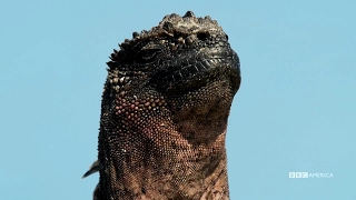 Marine Iguanas | Planet Earth II | Saturdays @ 9/8c on BBC America