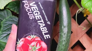 Growth Technology Vegetable Focus cucumber hydroponics