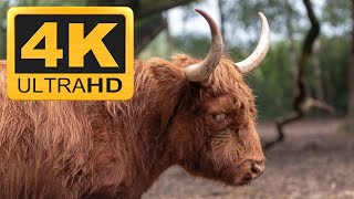 Yak Relaxing Instrumental Meditation Music Video